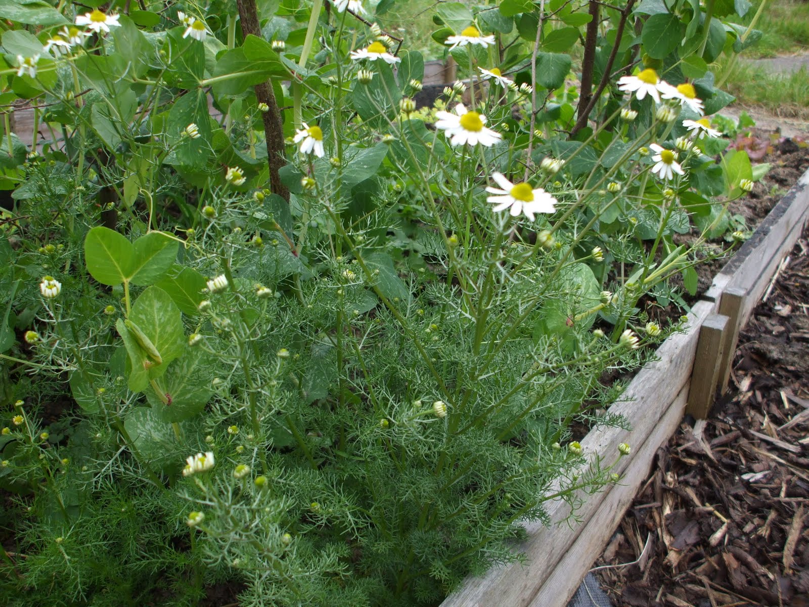 chamomile flowers in the vegetable garden